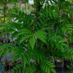 Jarabina vtáčia (Sorbus aucuparia) - výška 220-250 cm, kont. C10L
